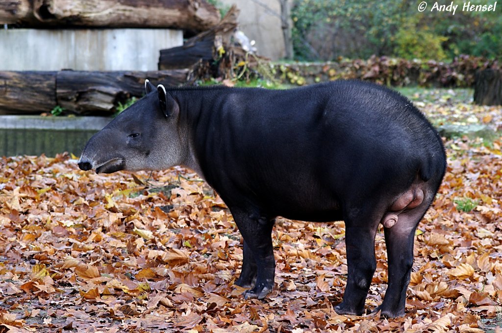 Mittelamerikanischer Tapir