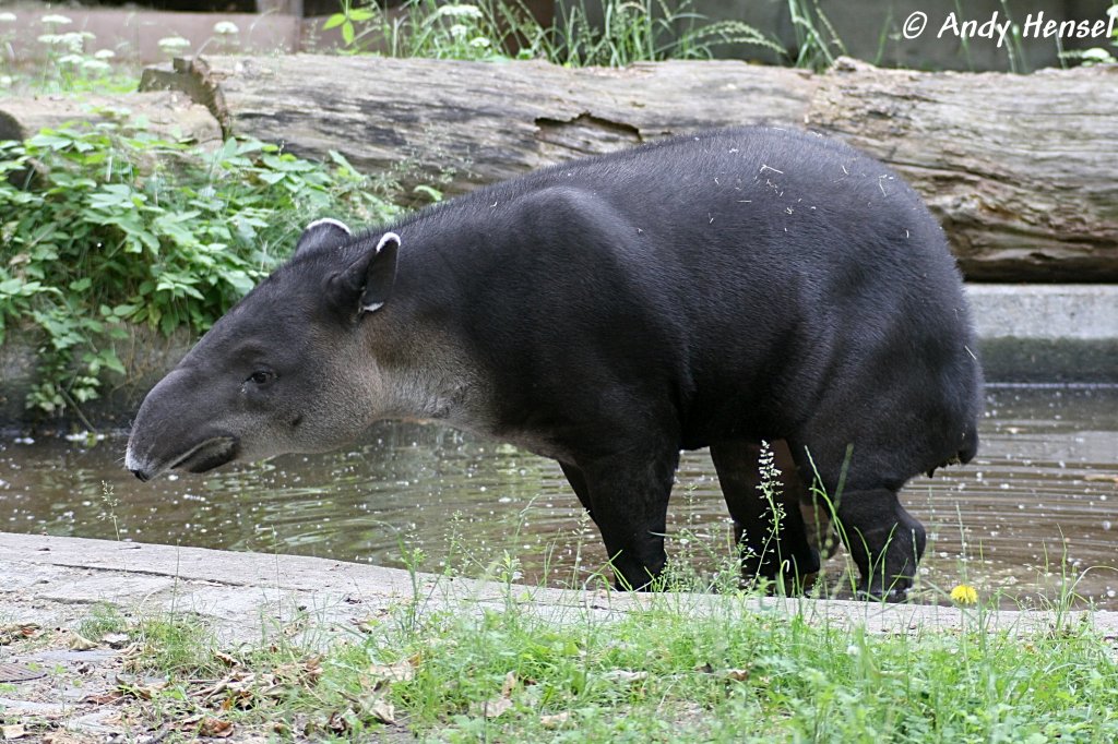 Mittelamerikanisches Tapir