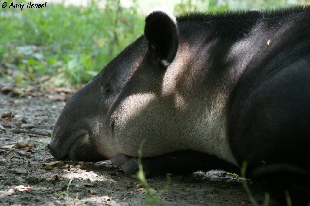 Mittelamerikanisches Tapir