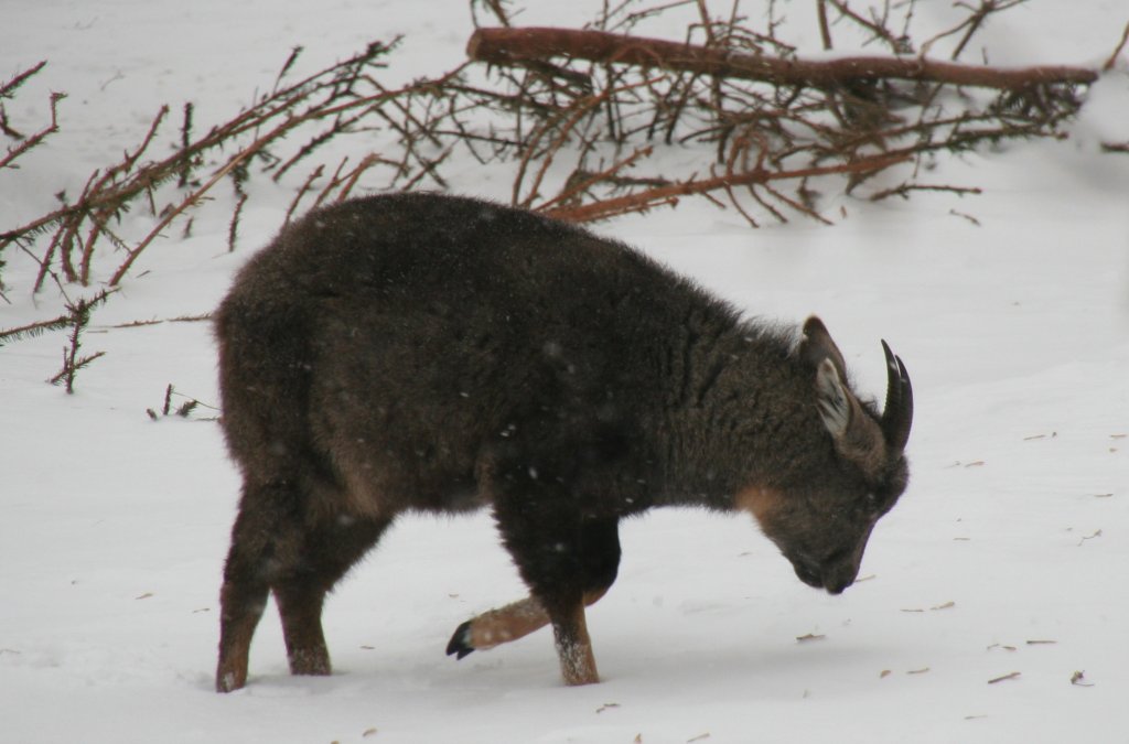 Mittelchinesischer Goral (Nemorhaedus caudatus arnouxianus) wandert durch den Schnee. Tierpark Berlin am 9.1.2010.