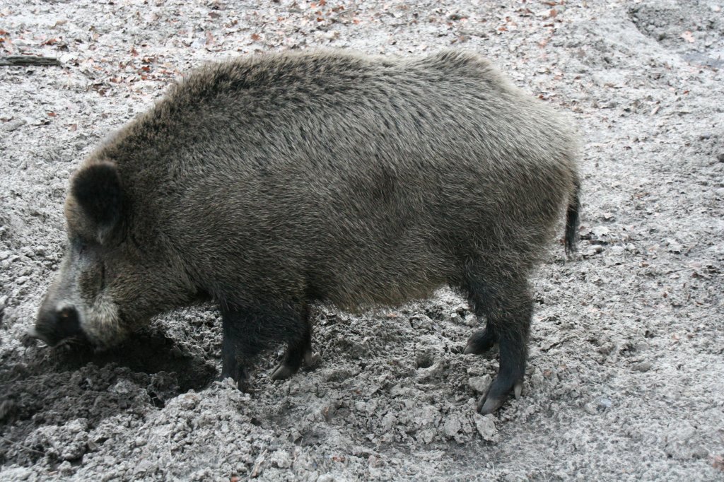 Mitteleuropisches Wildschwein (Sus scrofa scrofa) am 13.12.2009 im Tierpark Berlin.