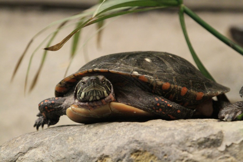 Mittellndische Zierschildkrte ( Chrysemys picta marginata) am 13.9.2010 im Toronto Zoo.