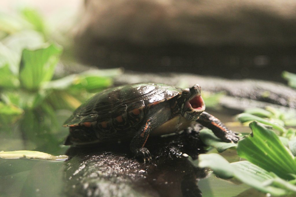 Mittellndische Zierschildkrte ( Chrysemys picta marginata) am 25.9.2010 im Toronto Zoo.