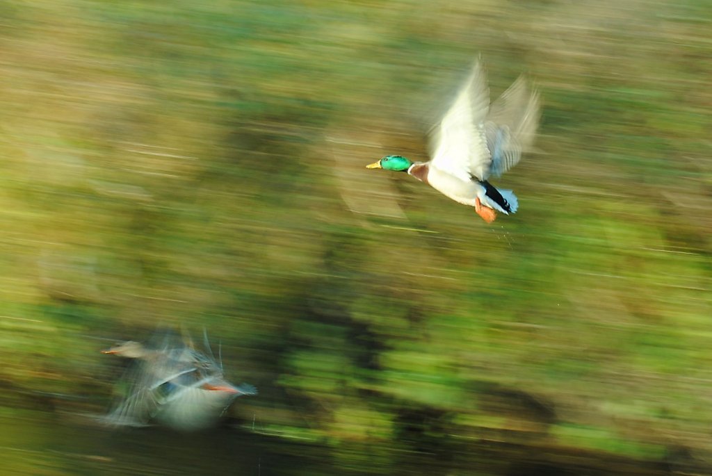 Mitzieher versuch einer Stockente, im Anflug zur Wurm. 29.11.11