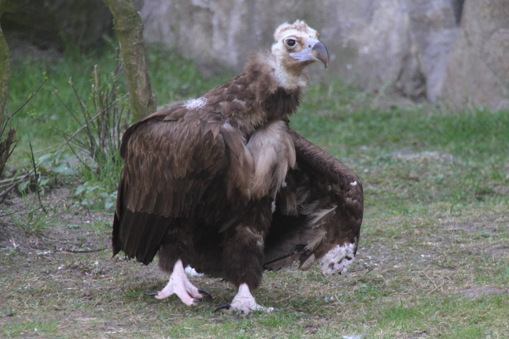 Mnchsgeier (Aegypius monachus) am 18.4.2010 im Tierpark Berlin.