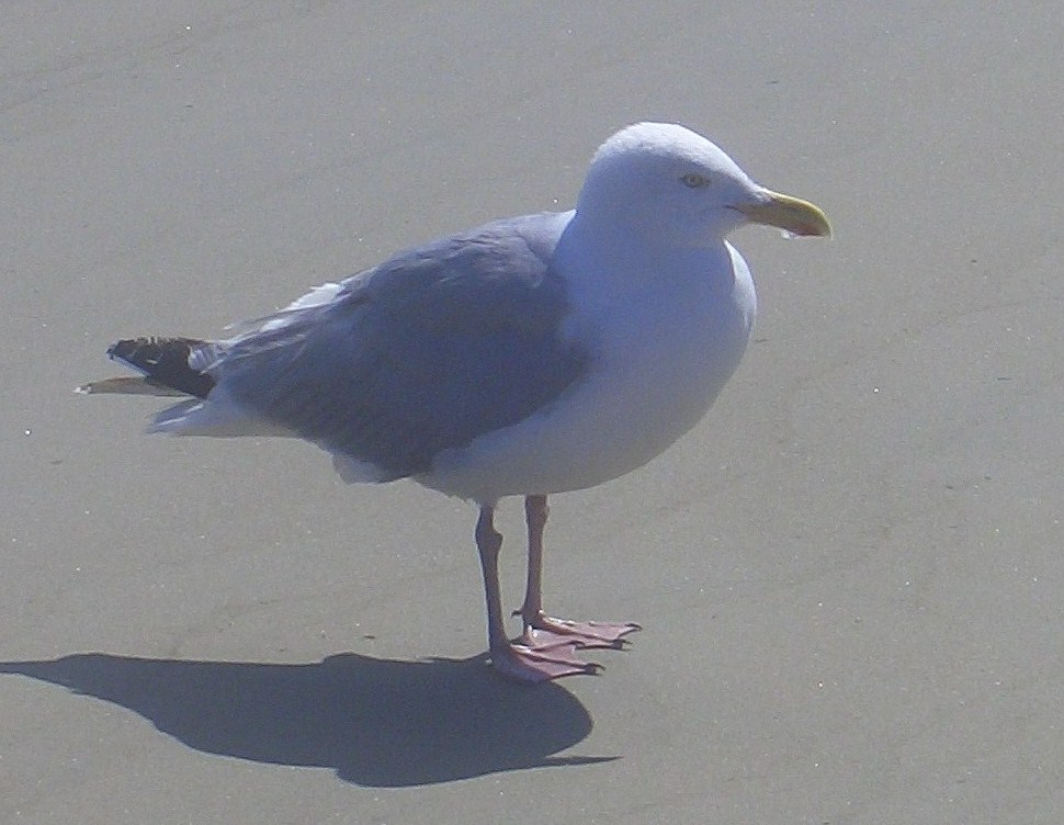 Mve am Strand von Borkum (11.08.10)