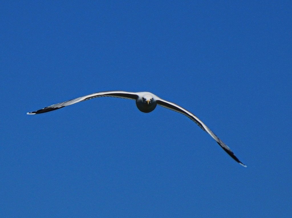 Mwe auf Anflug auf den Fotografen, ich bin scheinbar dem Nachwuchs zu nah gekommen. Puttgarden - 05.06.2013