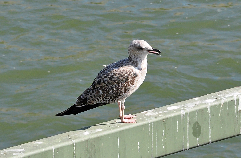 Mwe auf der Hohenzollernbrcke in Kln - 21.09.2010