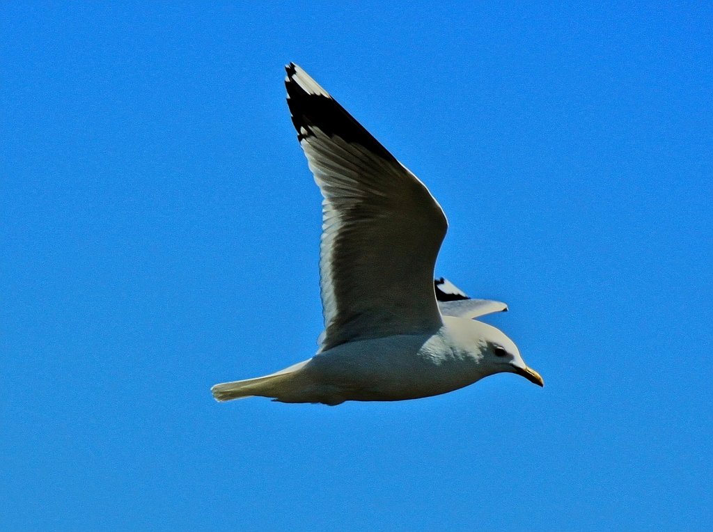 Mwe bei der Futtersuche ber der Ostsee bei Puttgarden. - 12.06.2013