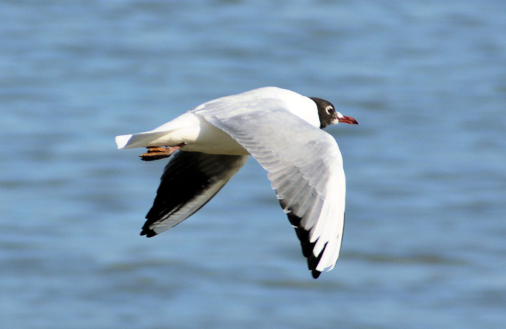 Mwe im Flug ber den Rhein bei Bonn - 07.03.2010