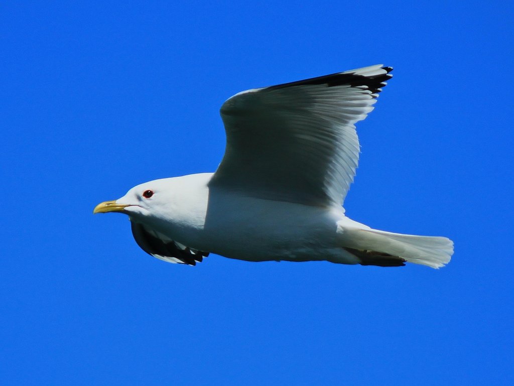 Mwe im Gleitflug ber der Ostsee bei Puttgarden. - 05.06.2013