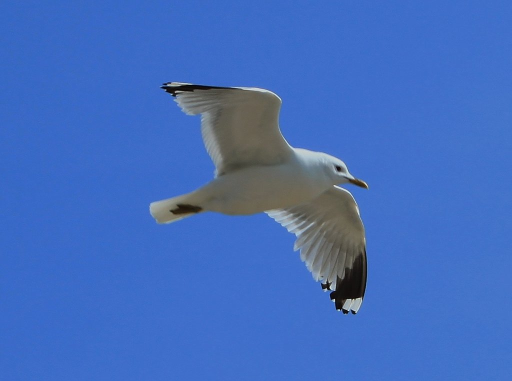 Mwe im Gleitflug ber der Ostsee bei Puttgarden. - 12.06.2013