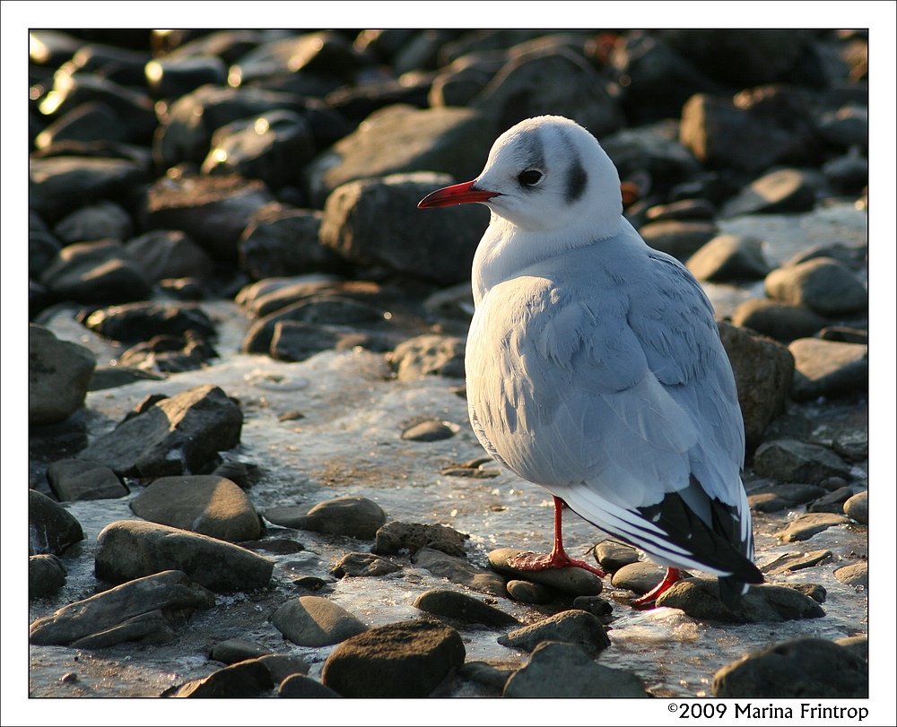 Mwe (Mven - Laridae) am Rhein in Duisburg