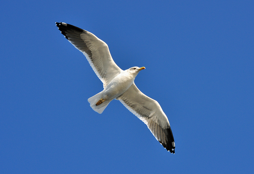 Mwe im Segelflug ber dem Rhein in Bonn - 14.11.2012