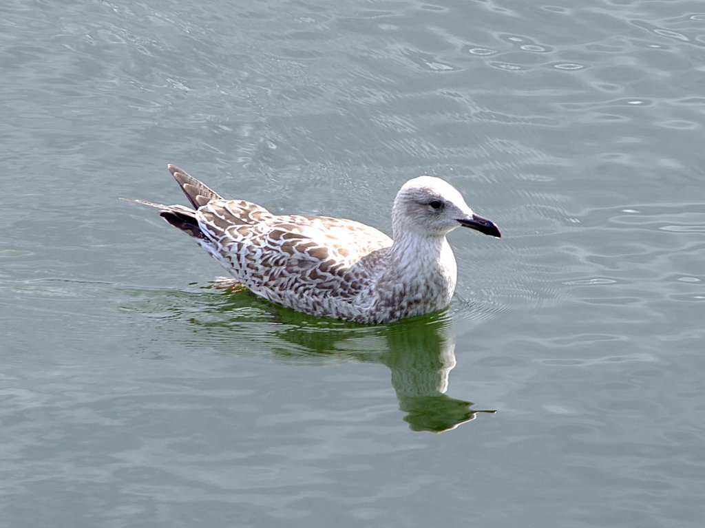 Mwe spiegelt sich im Gewsser im Hafen von Veere;110829