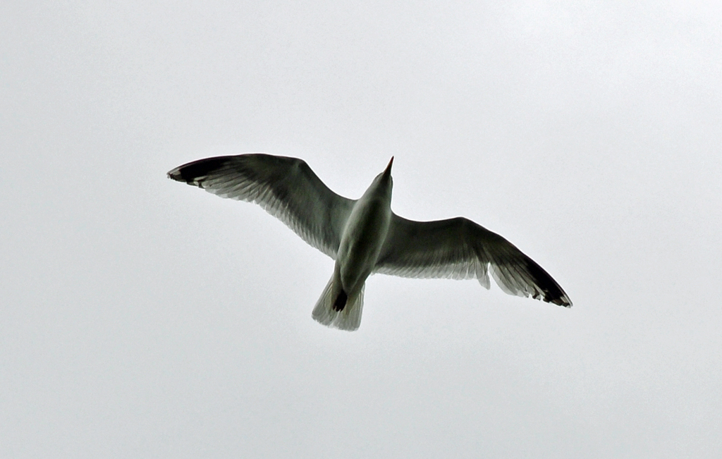 Mwe im Vorbeiflug beim Rhein in Oberkassel - 30.05.2010