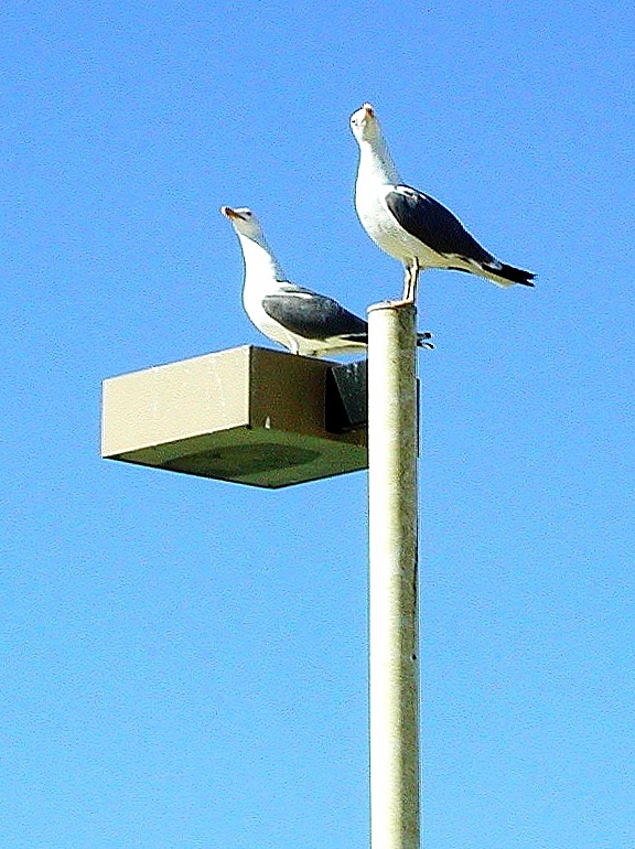 Mwen auf einem Beleuchtungsmast in Palavas-les-Flots am Mittelmeer (Frankreich, Languedoc-Roussillon, Hrault, bei Montpellier), 29.05.2009