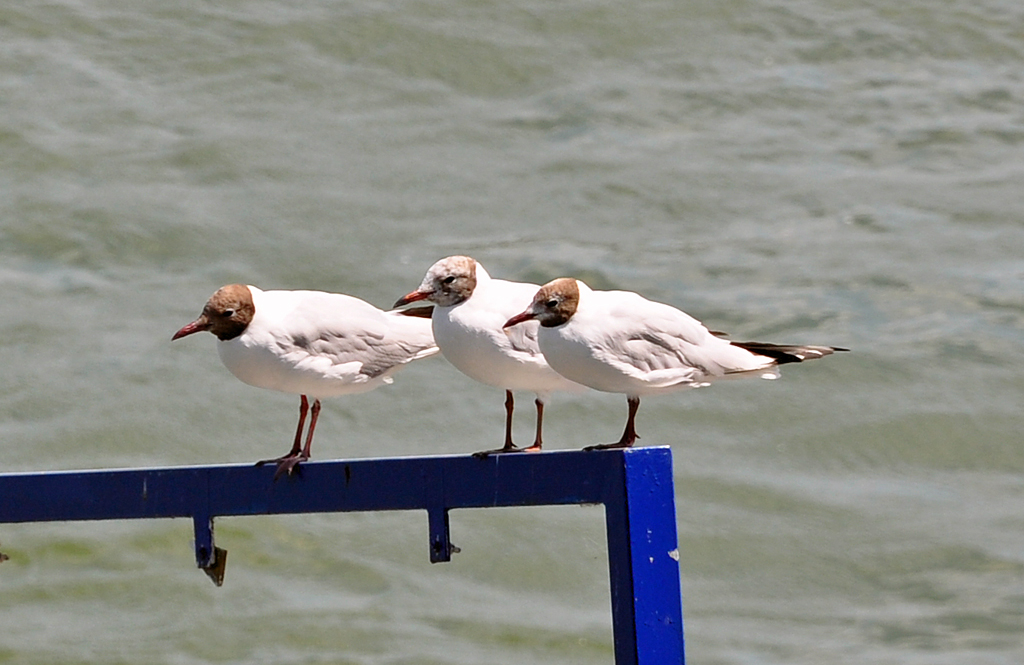 Mwenfamilie am Rhein in Bonn - 18.07.2010