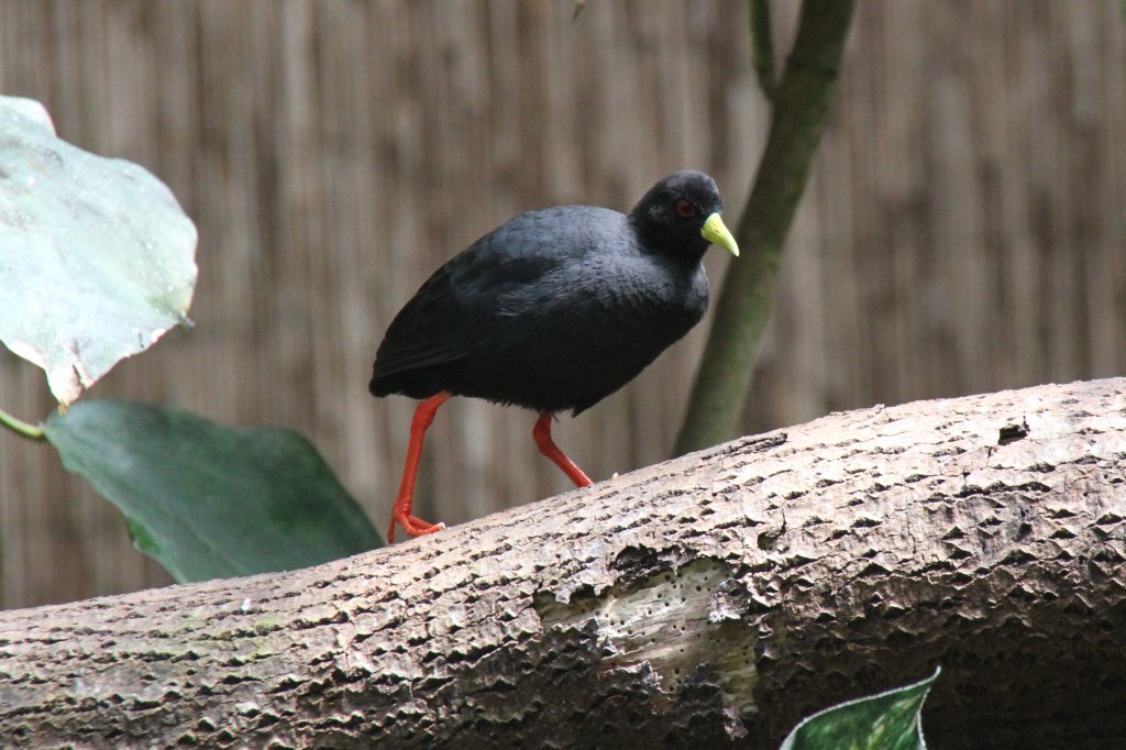 Mohrenralle oder Mohrensumpfhuhn (Amaurornis flavirostra) am 4.6.2010 im Vogelpark Steinen.