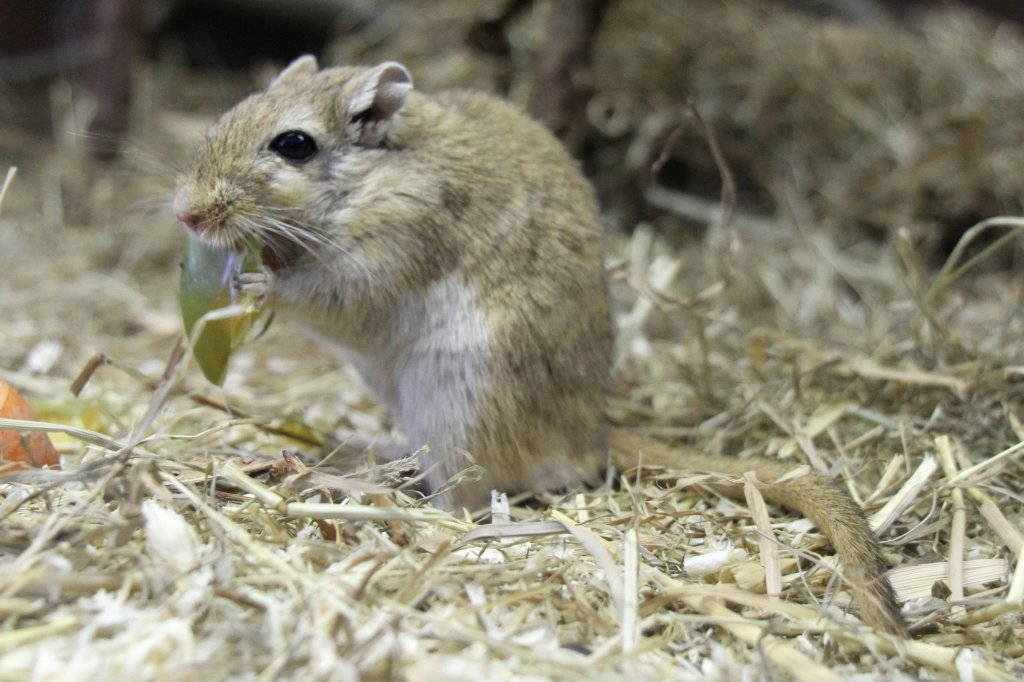 Mongolische Rennmaus (Meriones unguiculatus) im Tierpark Berlin.