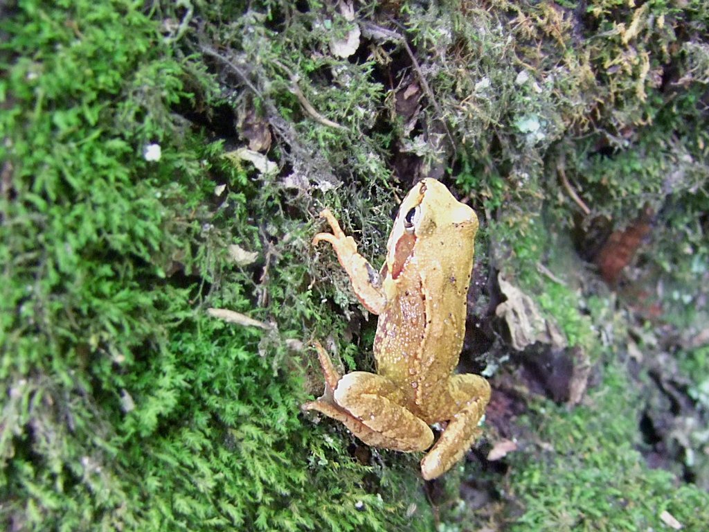 Moorfrosch flchtet auf einen Moosbewachsenen Baumstumpf;100606