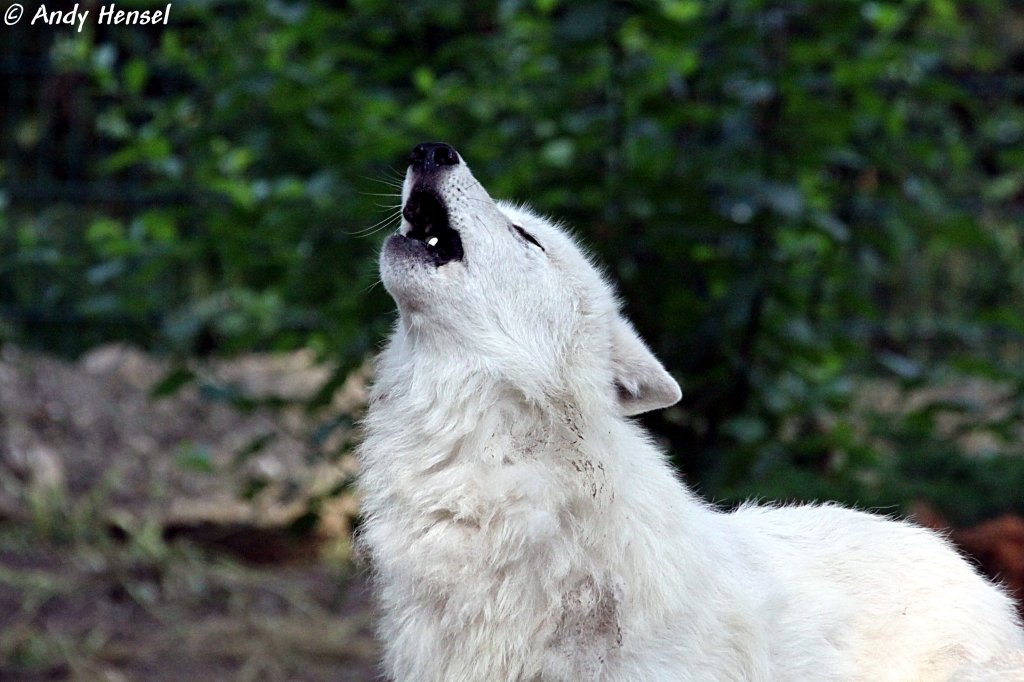 Morgendliches Heulen eines Polarwolfs