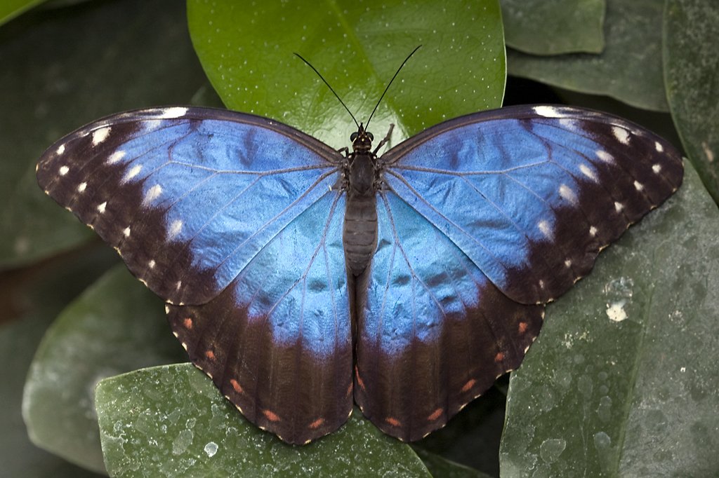 Morphidae, Morpho menelaus, 22.03.2008 Hunawihr, Frankreich
