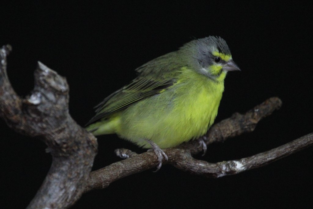 Mosambikgirlitz (Serinus mozambicus) am 3.10.2010 im Bird Kingdom in Niagara Falls, Ontario.

