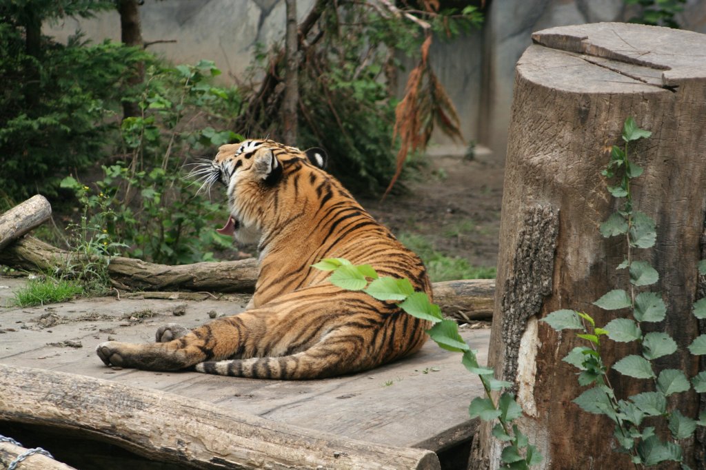 Mder Amurtiger beim Ghnen. Leipzig am 14.9.2008.