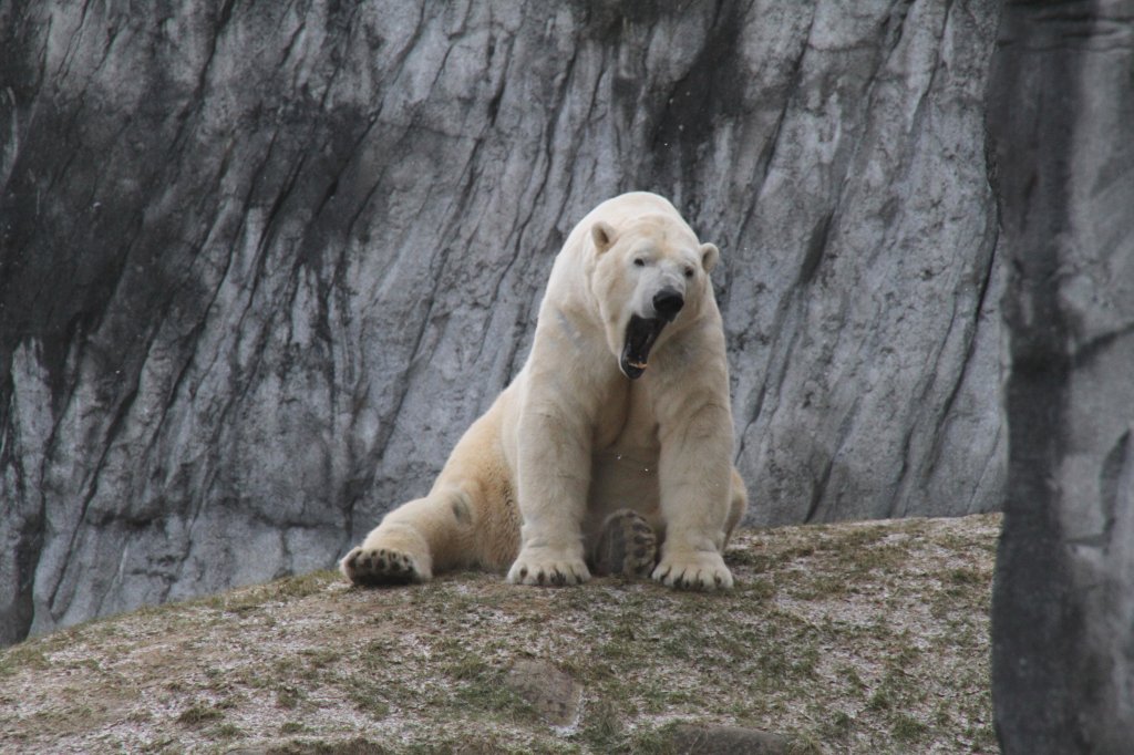 Mder Eisbr am 9.2.2010 im Zoo Karlsruhe.