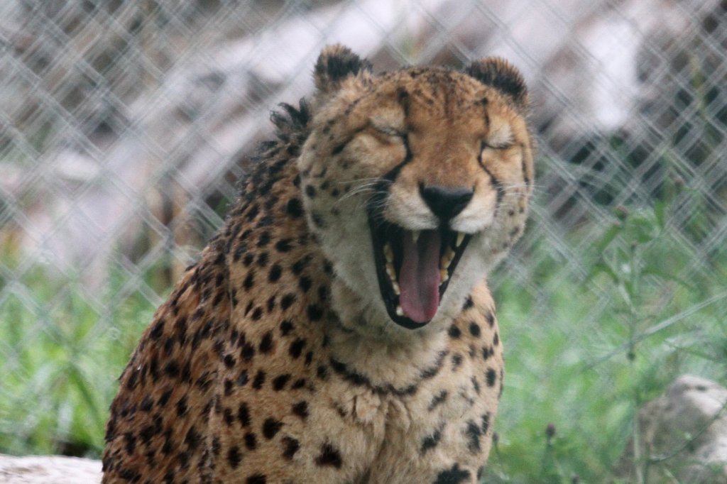 Mder Gepard am 2.10.2010 in der African Lion Safari in Cambridge,Ont.