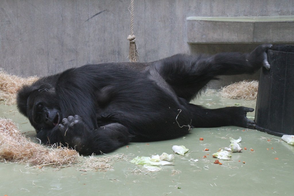 Mder Westlicher Flachlandgorilla (Gorilla gorilla gorilla). Zoo Basel am 19.3.2010.