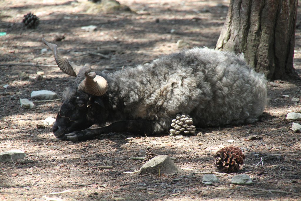 Mdes Zackelschaf am 16.6.2010 bei Montemor-o-Velho (Europaradise Parque Zoolgico).

