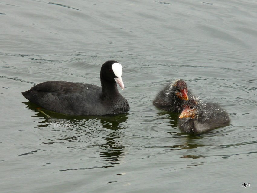 Mutter Blsshuhn mit ihren zwei Jungen unterwegs an denn Ufern des Bielersees am 20.07.2009