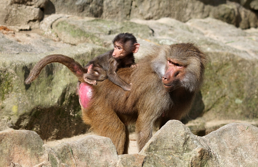 Mutter und Kind. Mantelpaviane im Zoo Berlin 16.07.2012