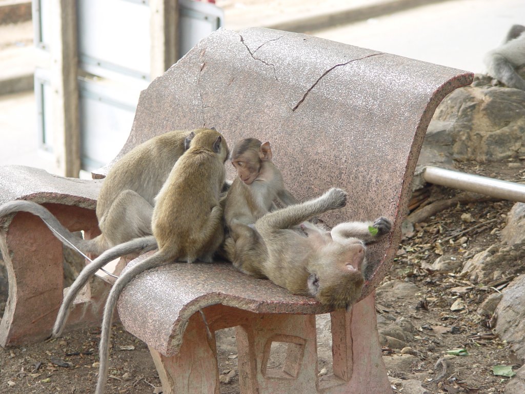 Mutter und Kinder - eine Affenliebe. Gesehen in einem Tempelbezirk in der Nhe von Hua Hin in Thailand im September 2006