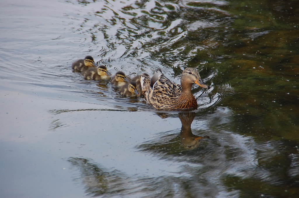 Mutter mit fnf Kindern, auf dem Steinhuder Meer. Unweit des Steeges an der Badeinsel kam am 21. Mai 2011 diese Stockente mit den Kcken heran geschwommen.