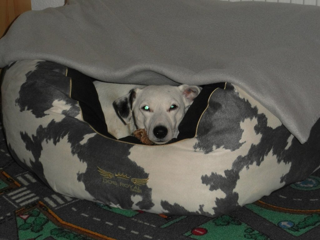 My Home is my Castle!Hacki in seinem neuen Hundesofa.Vennikel 16.Dezember 2011 