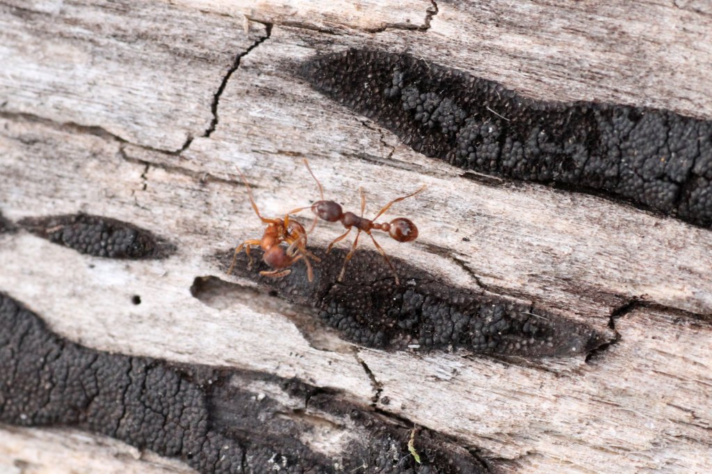 Myrmica americana am 26.9.2010 in der Second Marsh in Oshawa,Ont.