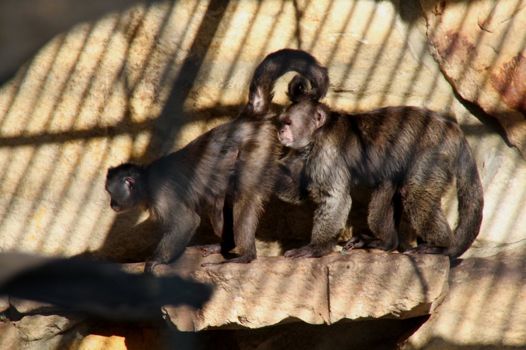 Nach dem Gesicht zu urteilen scheint es nicht besonders gut zu riechen. Brauner Kapuziner (Cebus olivaceus) am 25.2.2010 im Zoo Berlin.