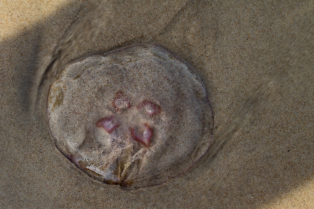 Nach dem die Ohrenqualle an den Strand gesplt wurde, fliesst das Wasser zurck in die Ostsee. - Sep. 2012