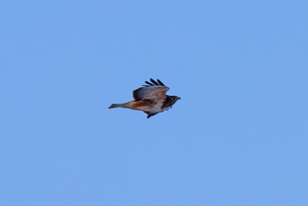 Nach einer Krhenattacke sucht der Greifvogel den Luftraum ber sich ab. - 13.01.2013
