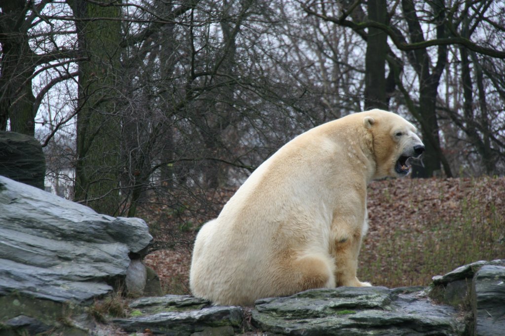 Nach kurzer Schlafeinlage mu man erst einmal Ghnen. 13.12.2009 Tierpark Berlin. 