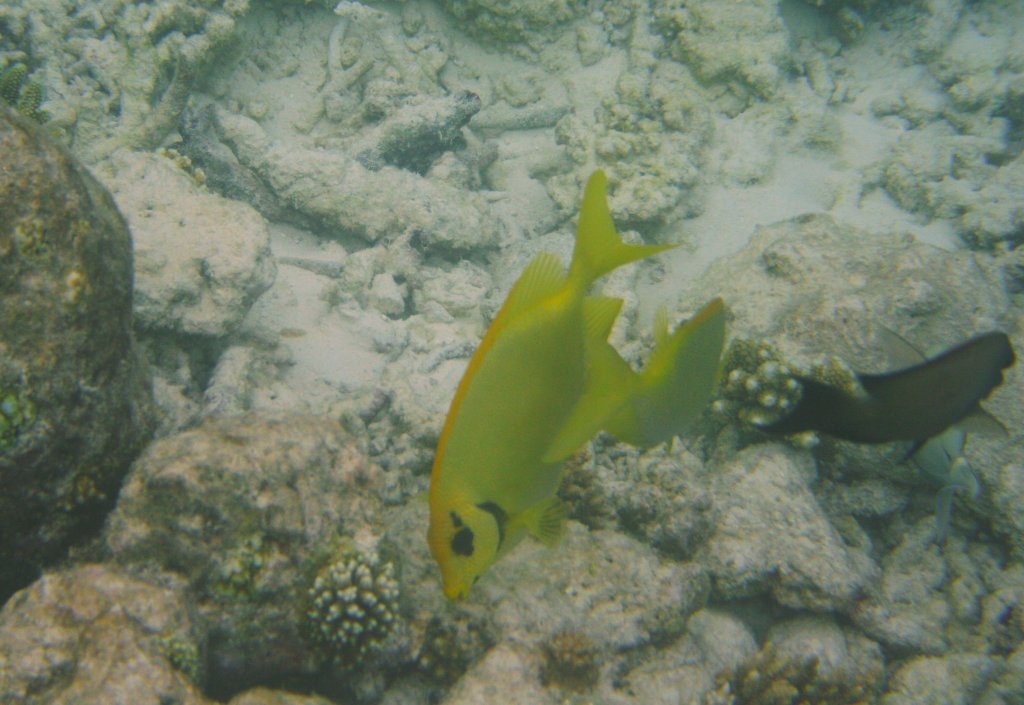 Nach langem Suchen habe ich auch diesen Fisch gefunden.
Korallenkaninchenfisch (Siganus corallinus) Am Hausriff von Sun Island, Malediven.