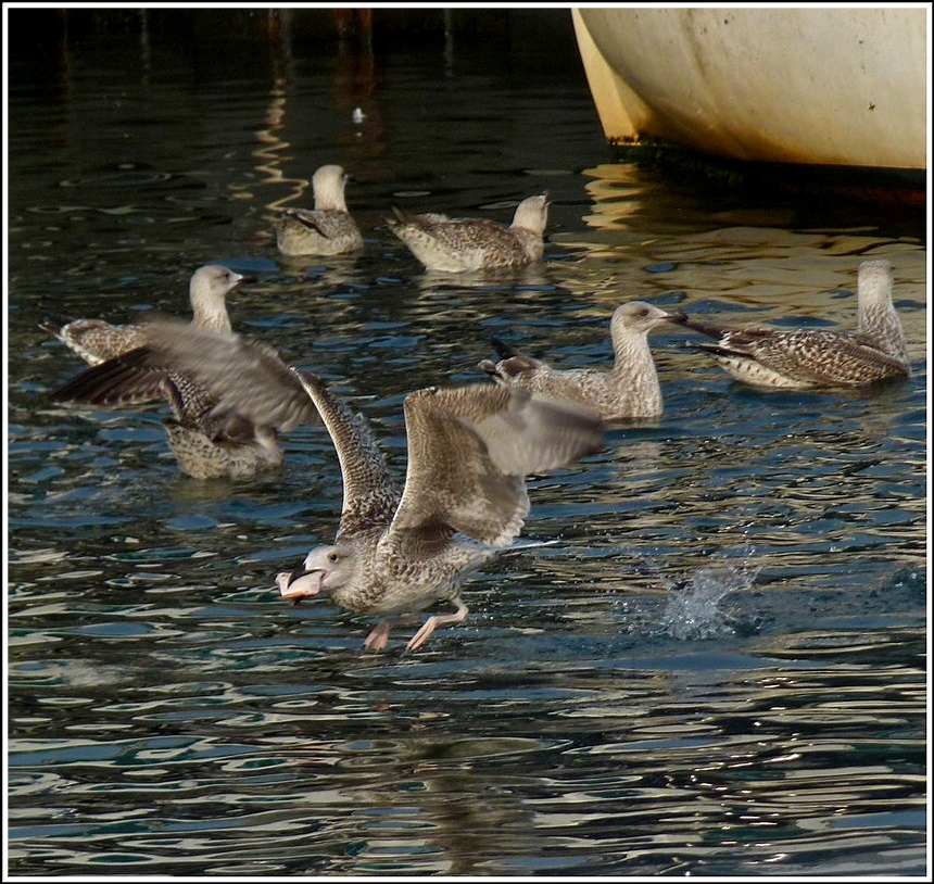 Nach der Rckkehr der kleineren Fischerboote in den Fischereihafen von Sassnitz fllt fr die Mven auch immer wieder etwas ab. 26.09.2011 (Jeanny)