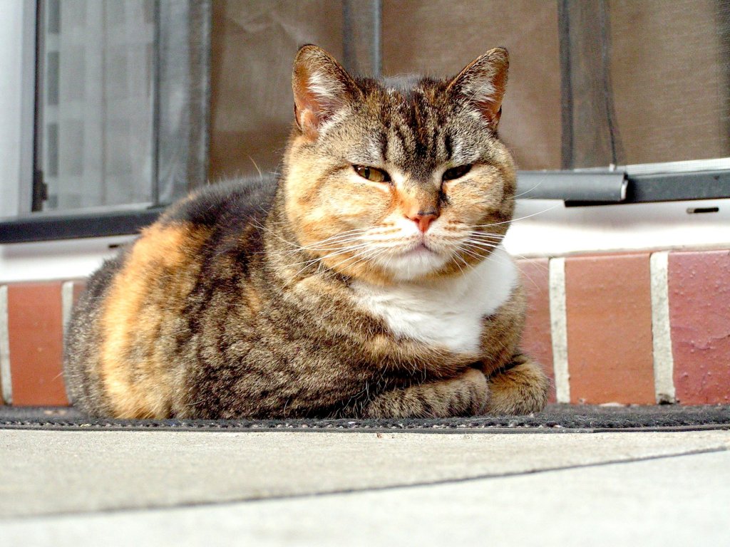 Nachbars Katze zu Besuch (OLDENBURG/Deutschland, 29.05.2005)