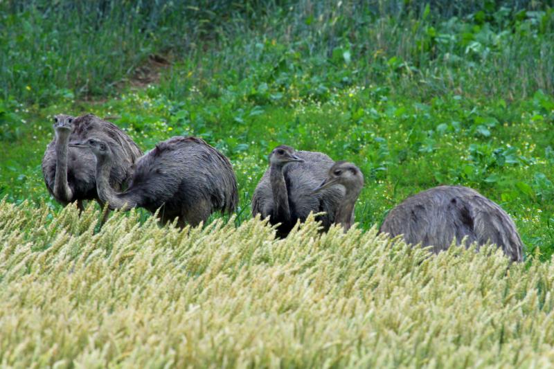 Nachdem die Brutverstecke verlassen wurden, sieht man die Nandus jetzt wieder hufiger in den Feldern im Groraum Ratzeburg, Schnberg, Gedebusch. Bk, 14.07.2011