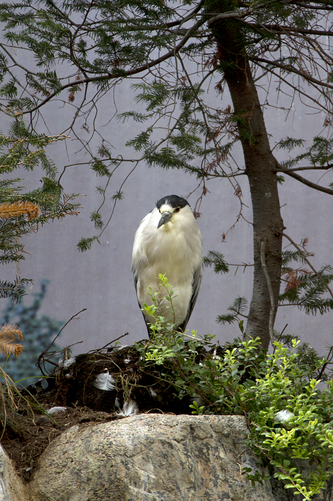 Nachtreiher - Nycticorax nycticora, 22.08.2011, Montreal, Kanada

