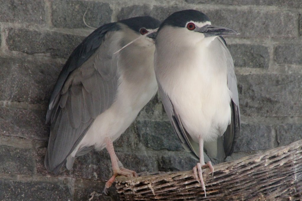 Nachtreiher (Nycticorax nycticorax) im Tierpark Berlin.