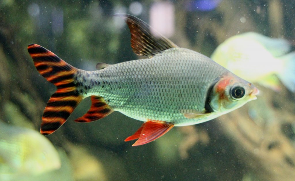 Nachtsalmler (Semaprochilodus taeniurus) am 12.3.2010 im Zooaquarium Berlin.